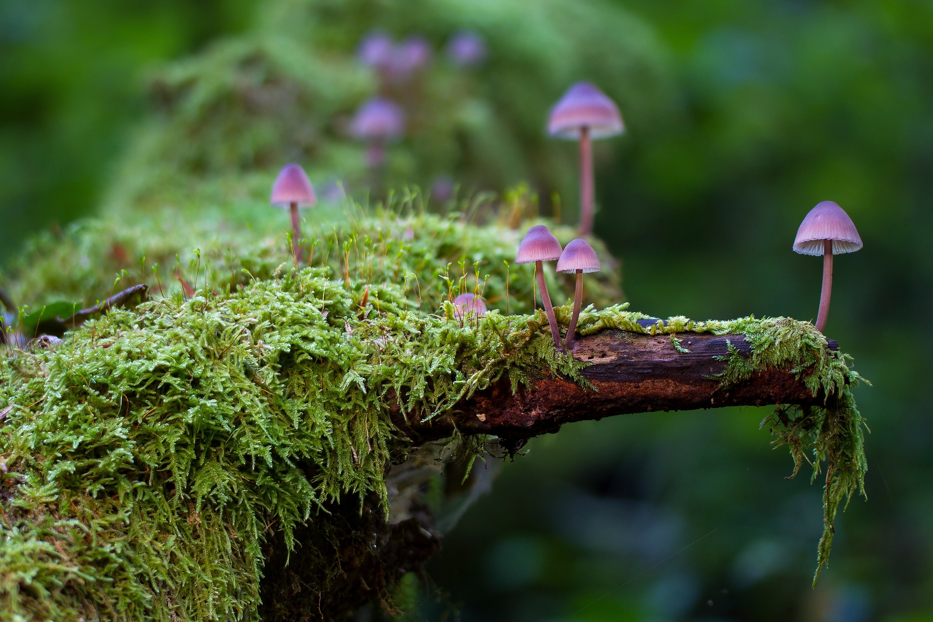 foret-champignons